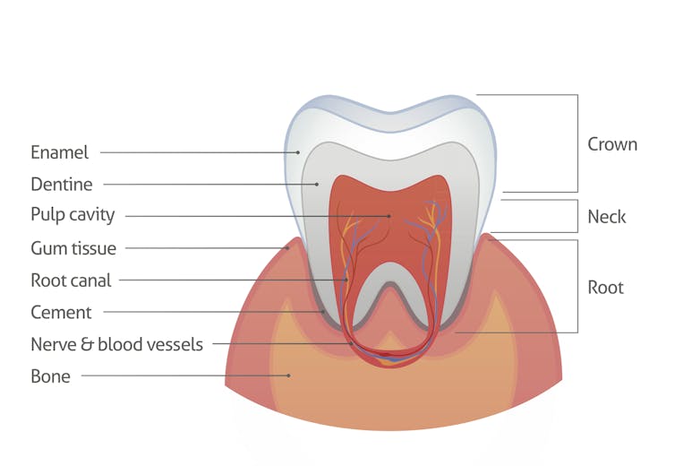 Can we heal teeth? The quest to repair tooth enamel, nature's crystal coat