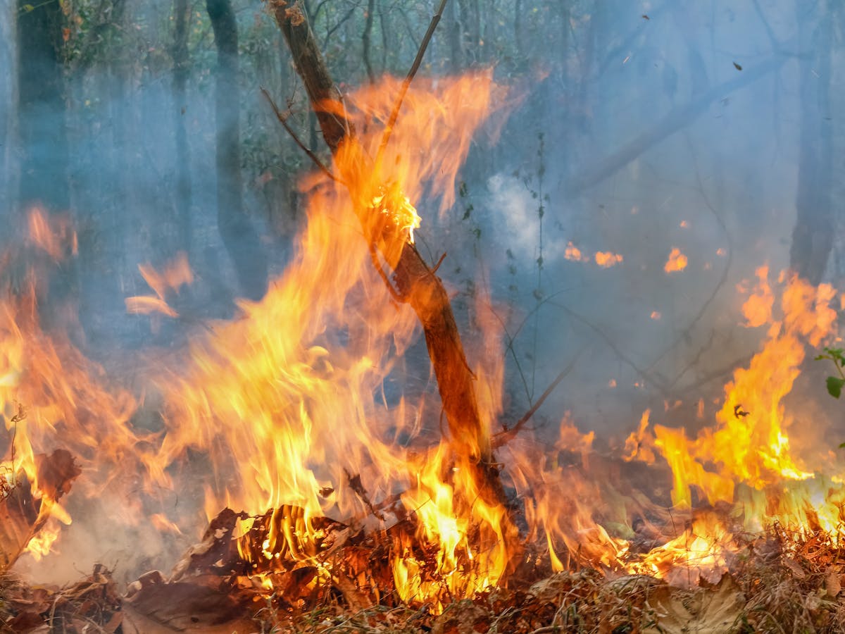 Amazon Fires What Will Happen If They Keep Burning Amazon Fires What Will Happen If They Keep Burning