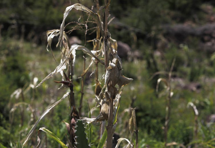 How climate change is driving emigration from Central America