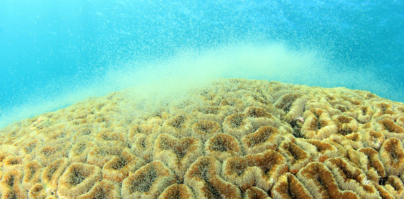 Coral reefs: breakdown in iconic spawning puts species at risk of extinction – new research - The Conversation - UK