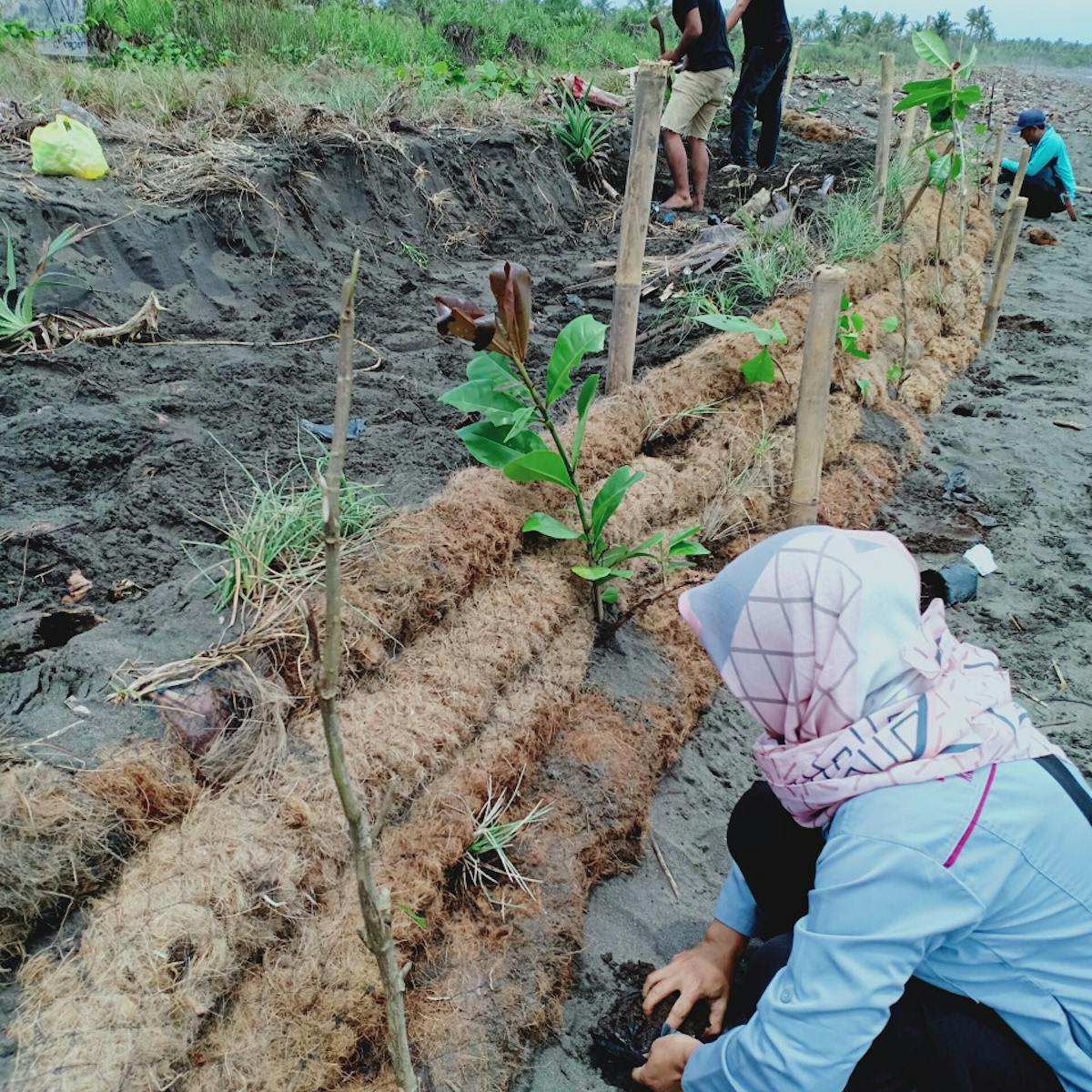 Bagaimana Peneliti Di Jawa Barat Menyelamatkan Pantai Dengan Bagaimana Peneliti Di Jawa Barat Menyelamatkan Pantai Dengan