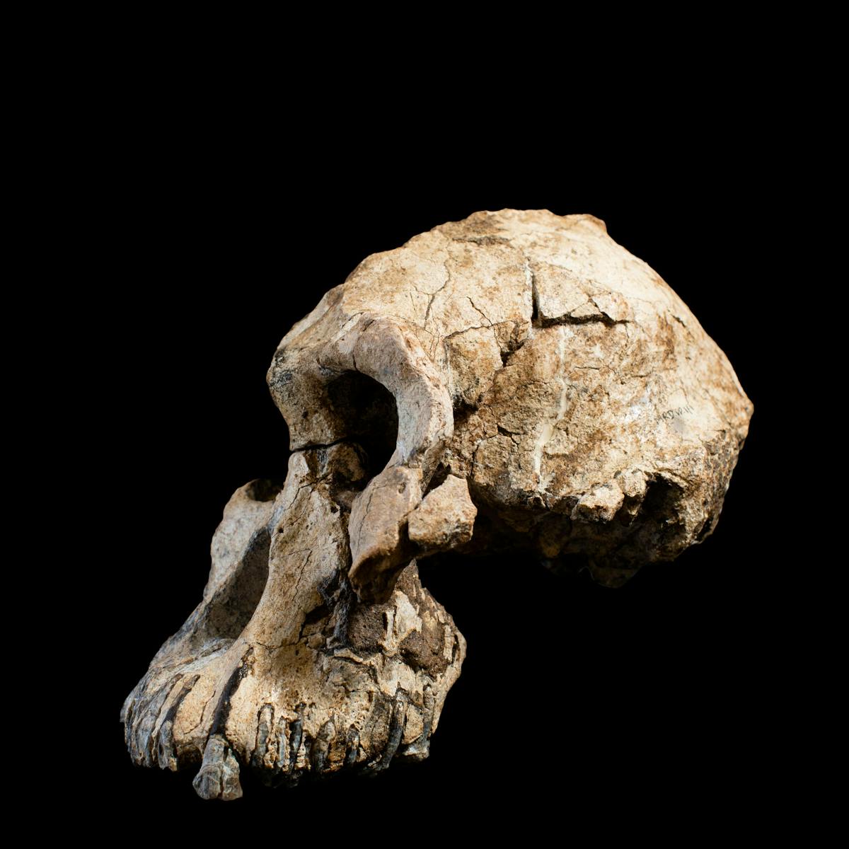 MRD: El cráneo que está cambiando lo que creíamos saber sobre la evolución