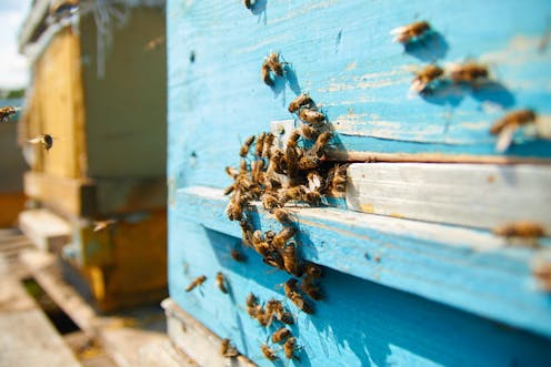 Bees seeking bacteria: How bees find their microbiome