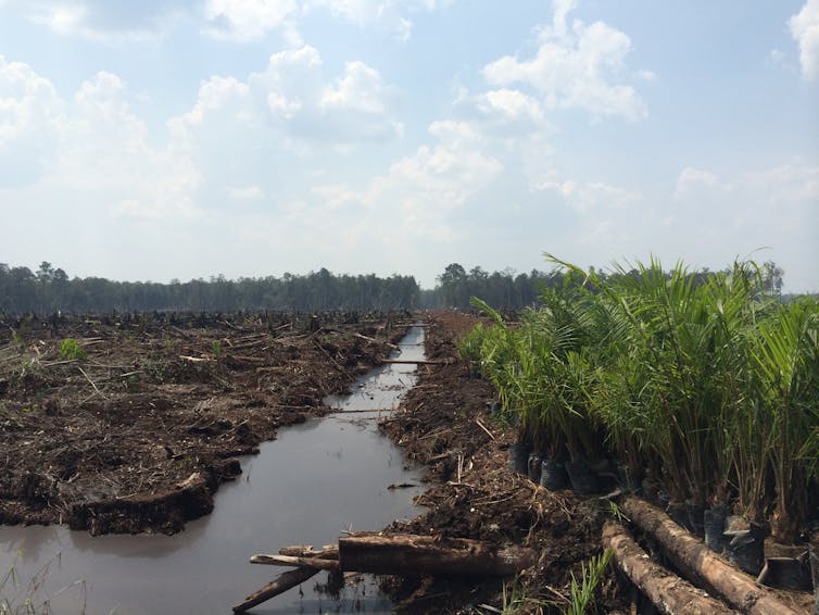 Plant palm oil plantations where they're sustainable — in Florida