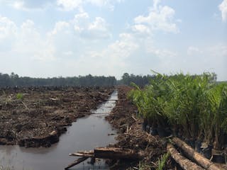 Kelapa Sawit Sebagai Industri Sampingan Potent