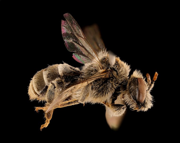 New England power line corridors harbor rare bees and other wild things