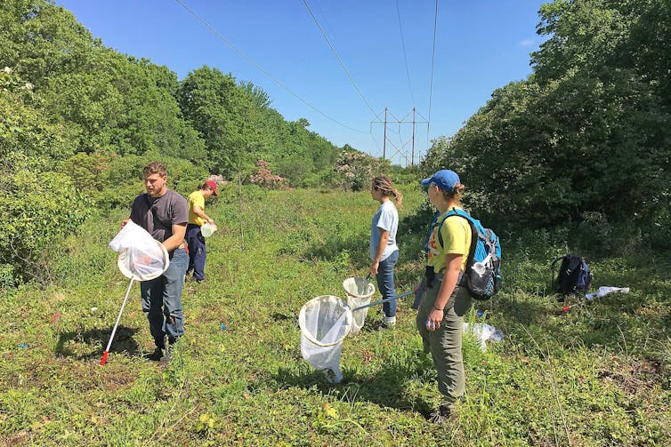 New England power line corridors harbor rare bees and other wild things