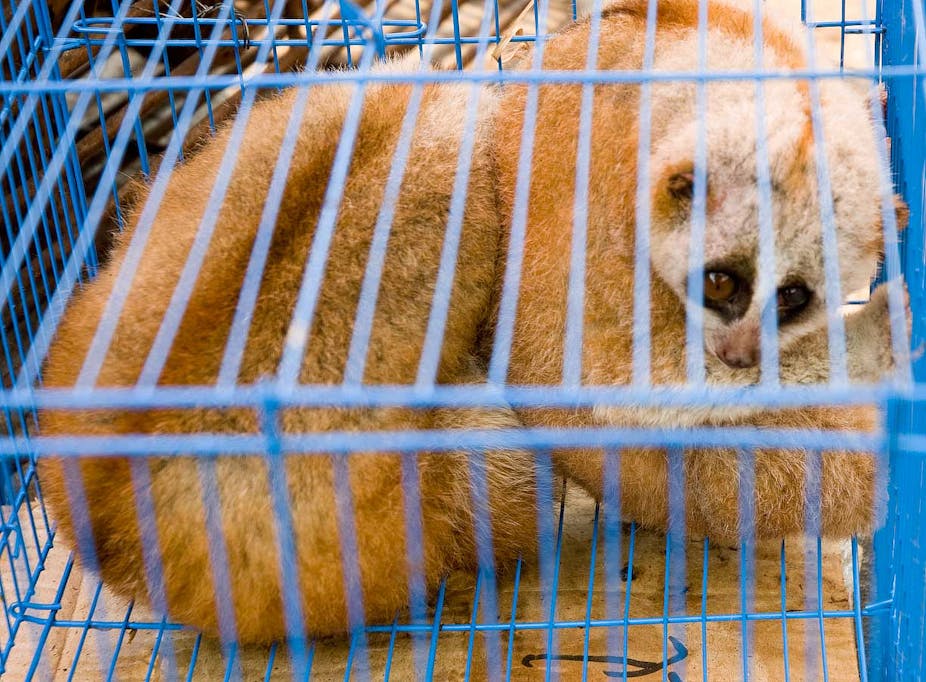 Cute slow loris videos should come with a health warning