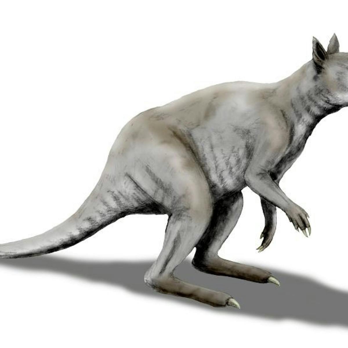 This Extinct Kangaroo Had A Branch Crunching Bite To Rival Today S Giant Pandas