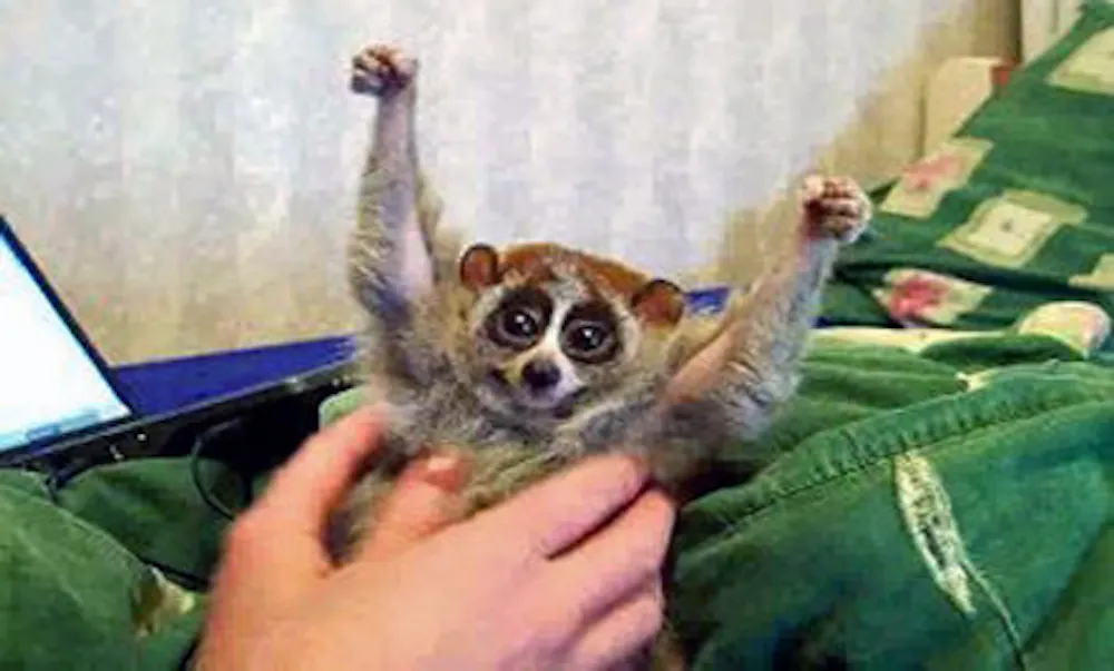 Loris Smiling Cute slow loris videos should come with a health warning