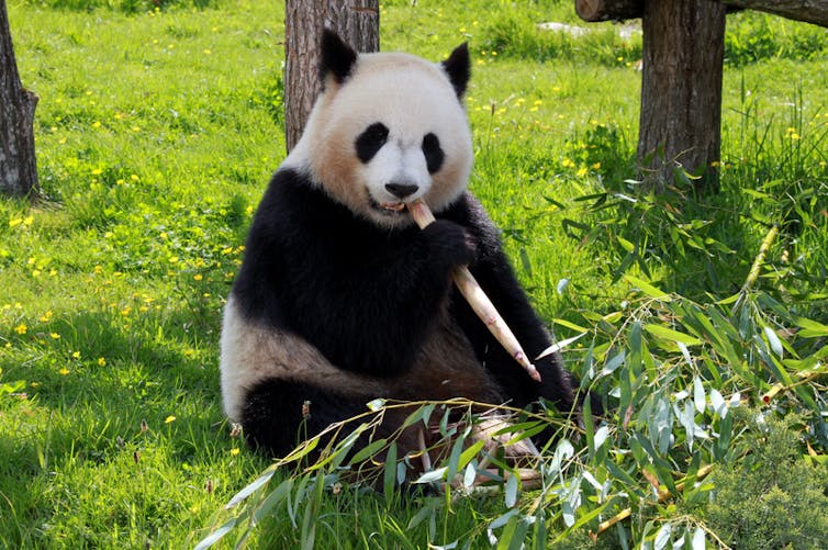 This extinct kangaroo had a branch-crunching bite to rival today's giant pandas