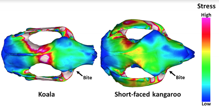 This extinct kangaroo had a branch-crunching bite to rival today's giant pandas