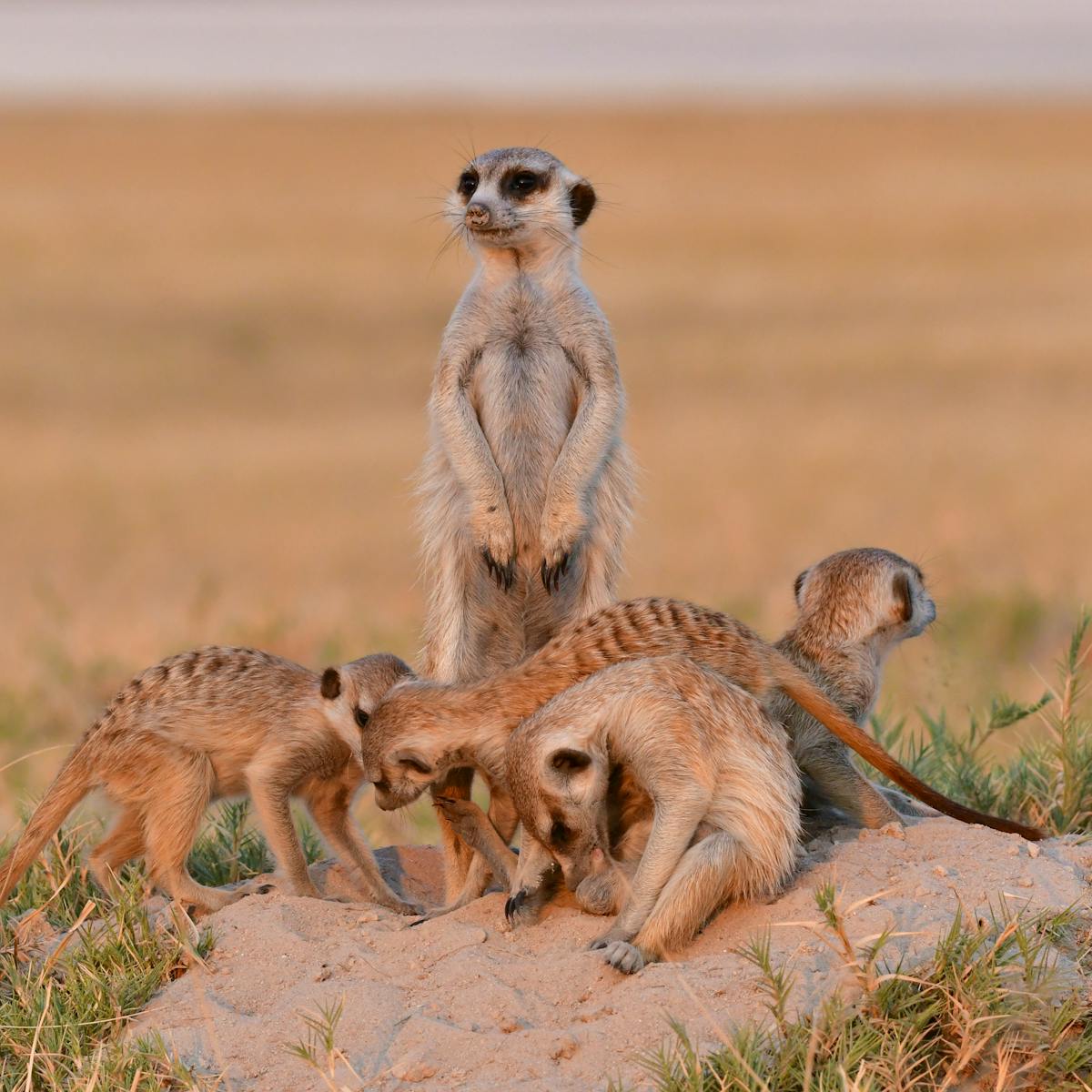 Where Does Altruism Come From Discovery Of Greenbeard Genes Could Hold The Answer