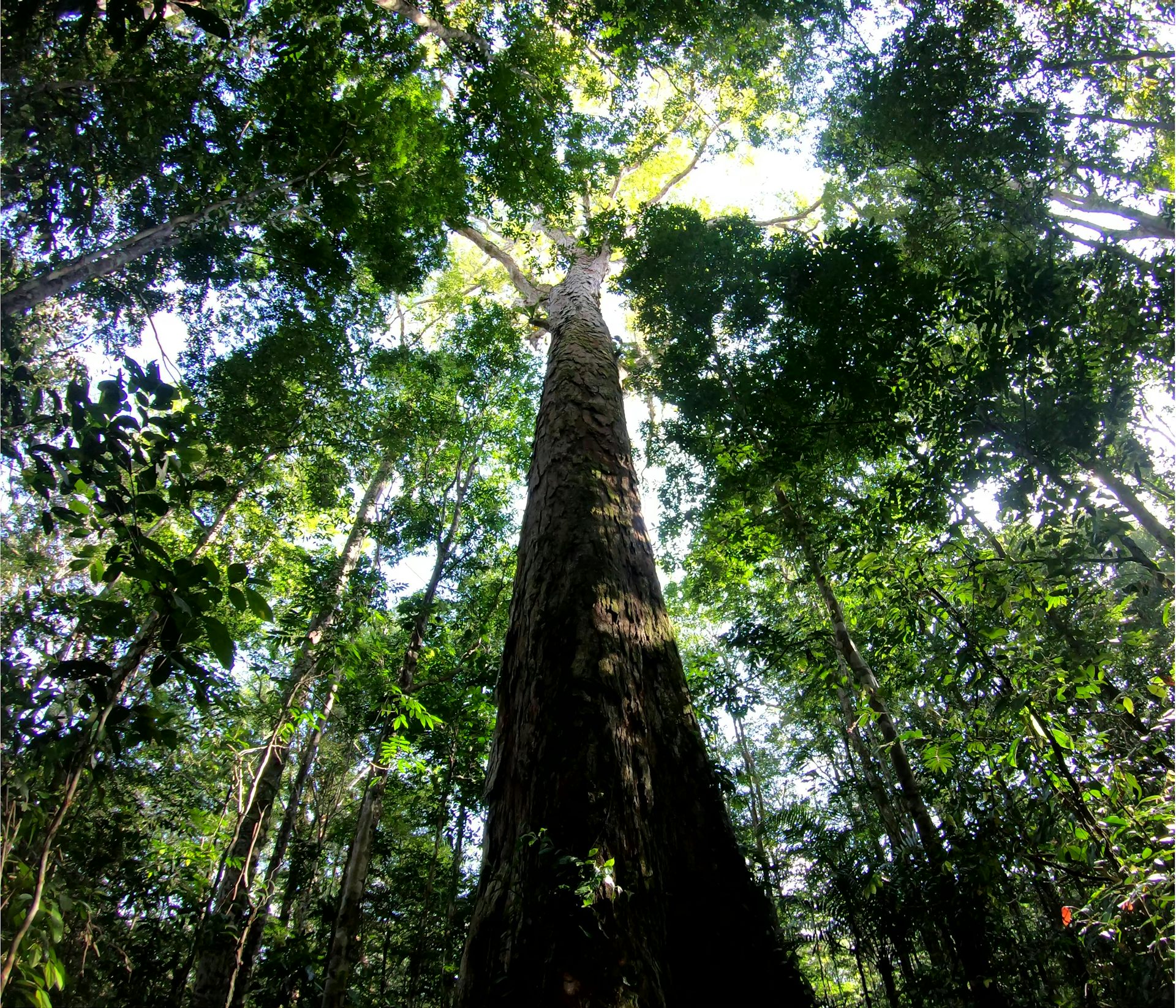 The Amazon's Tallest Tree Just Got 50% Taller – And Scientists Don't ...