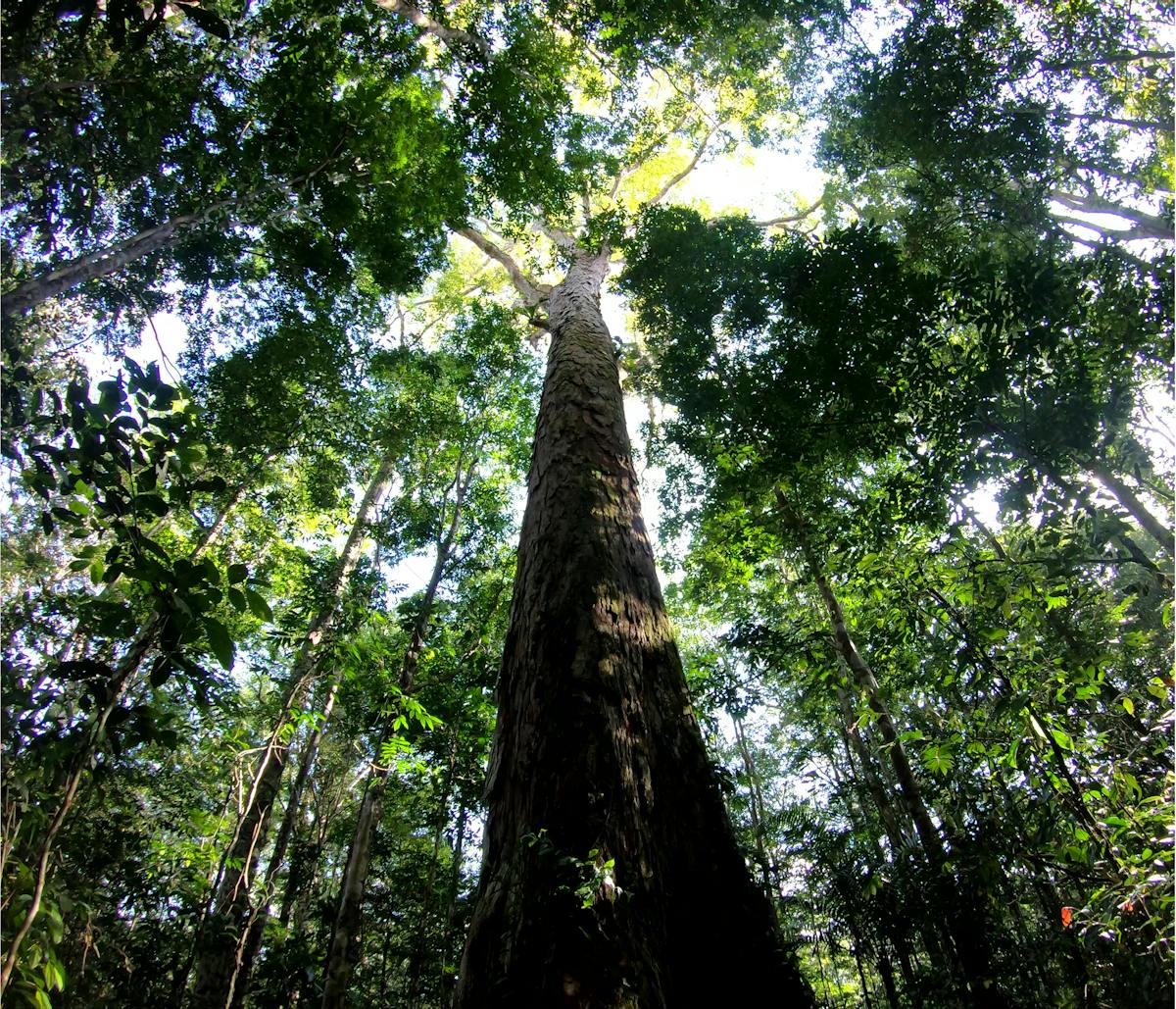 The Amazon S Tallest Tree Just Got 50 Taller And Scientists Don T Know How