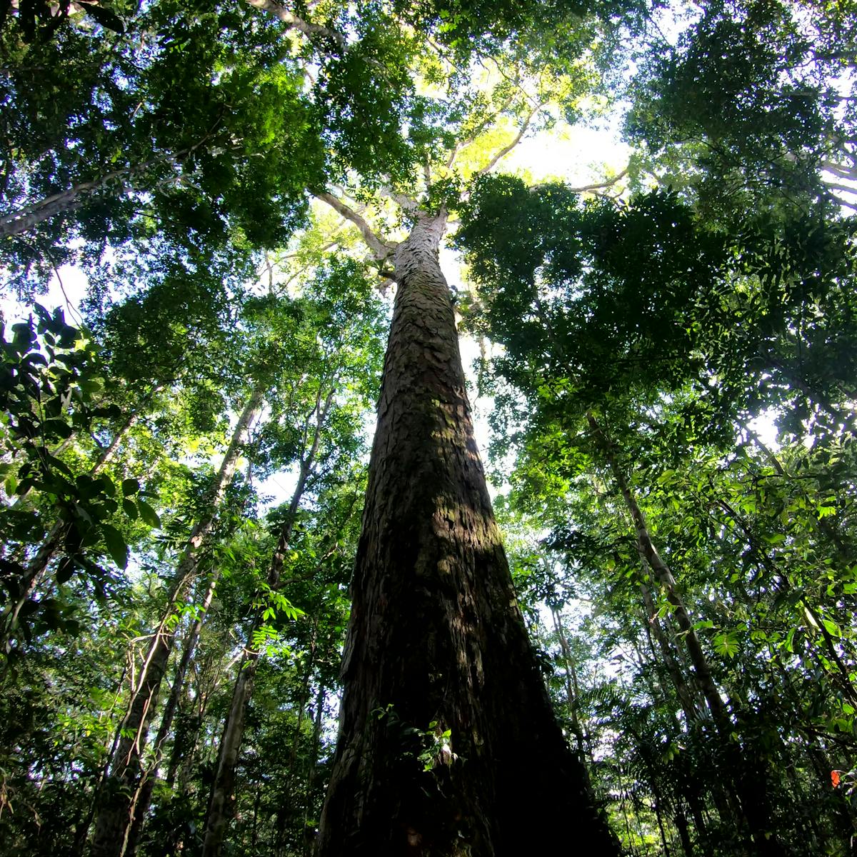 The Amazon S Tallest Tree Just Got 50 Taller And Scientists Don T Know How The Amazon S Tallest Tree Just Got 50 Taller And Scientists Don T Know How