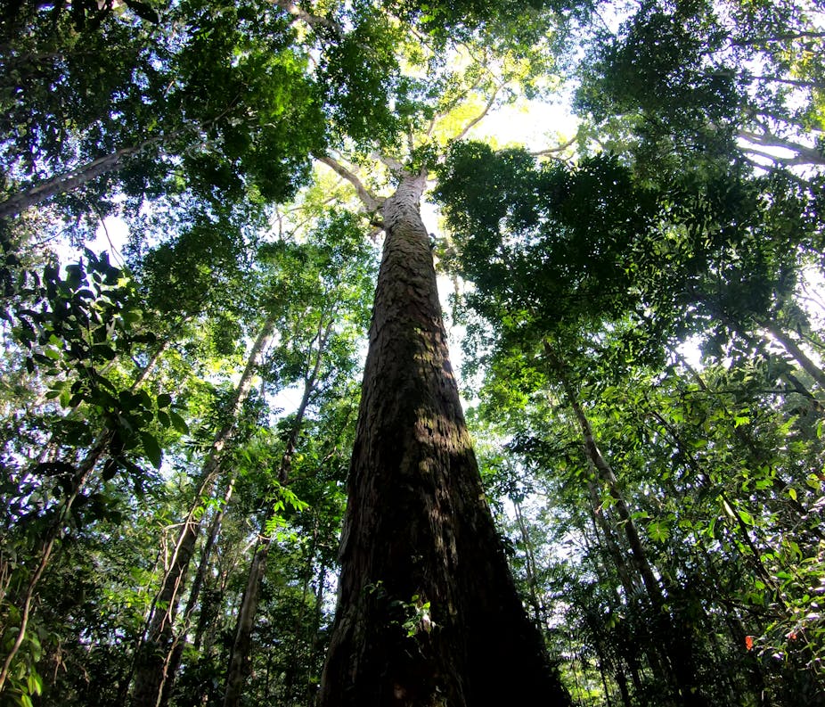 The Amazon's tallest tree just got 50% taller – and scientists don't ...