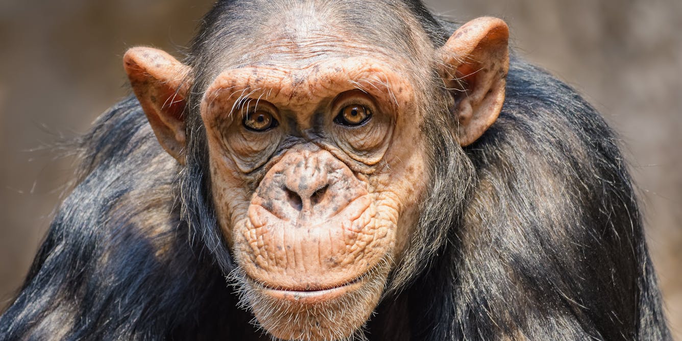 Tout comme les humains, les singes ont une manière de penser structurée 