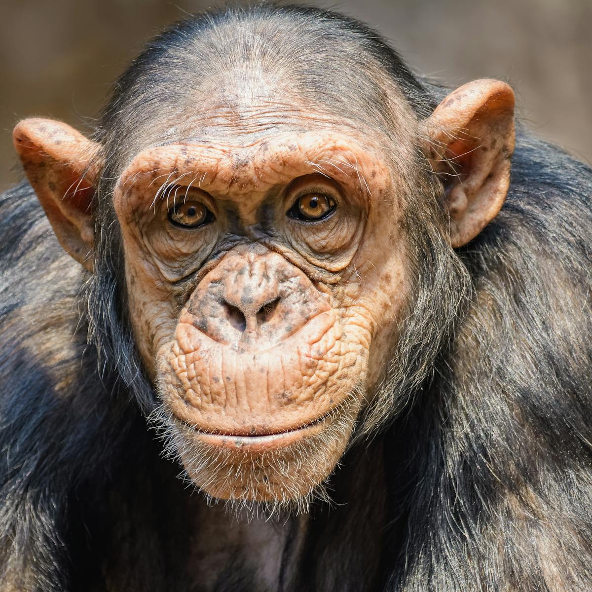 Peut On Reellement Savoir A Quoi Pensent Les Animaux Peut On Reellement Savoir A Quoi Pensent Les Animaux