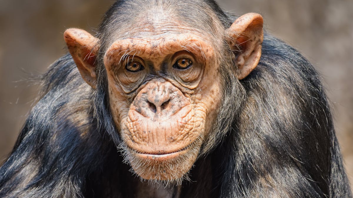 Peut On Reellement Savoir A Quoi Pensent Les Animaux