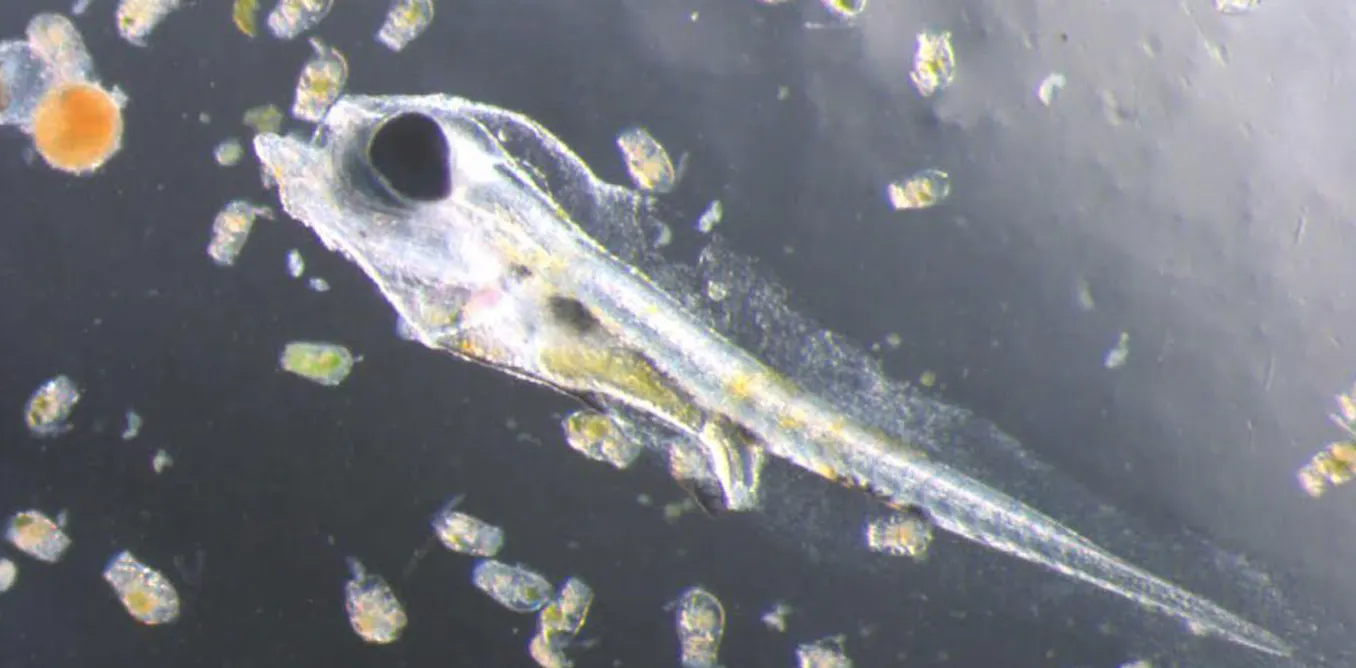 Fish Larvae Digested Fish larvae float across national borders, binding the world’s oceans ...