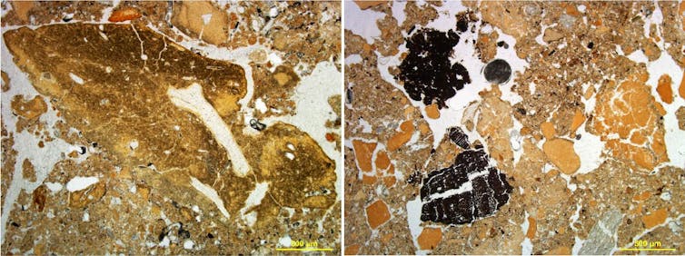 sediments reveal a famous early human cave site was also home to hyenas and wolves