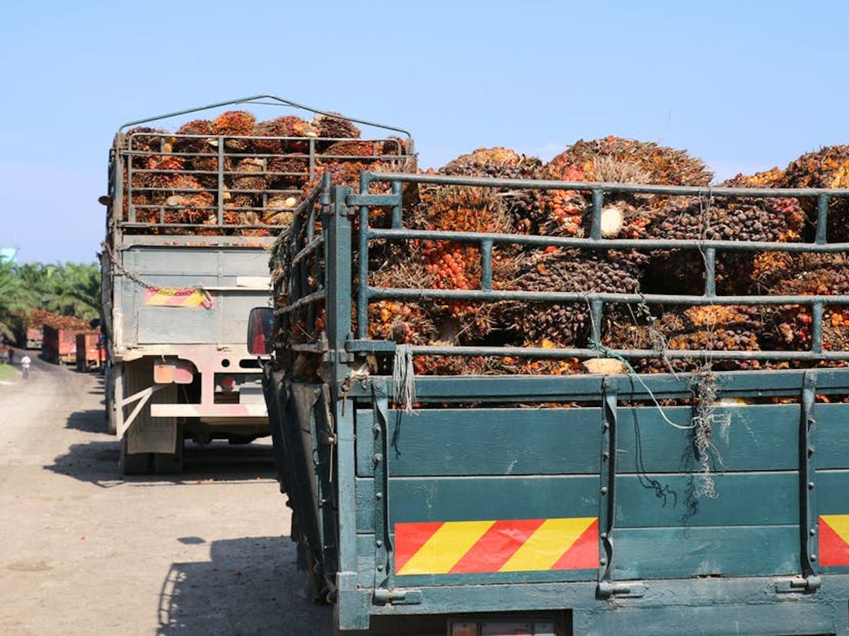 Ini Mengapa Perkebunan Kelapa Sawit Bisa Membuat Masyarakat