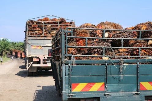Ini Mengapa Perkebunan Kelapa Sawit Bisa Membuat Masyarakat Desa Miskin