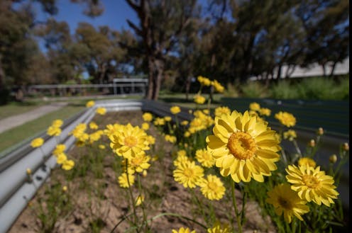 The showy everlasting is endangered, but a primary school is helping out