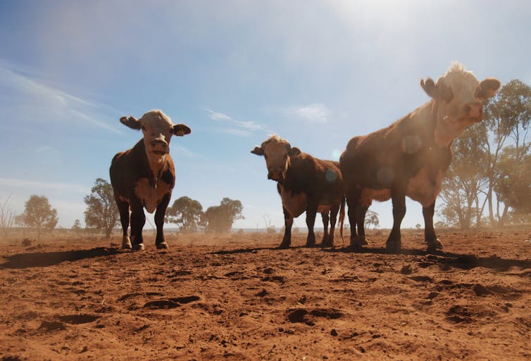 Australia to attend climate summit empty-handed despite UN pleas to ‘come with a plan'