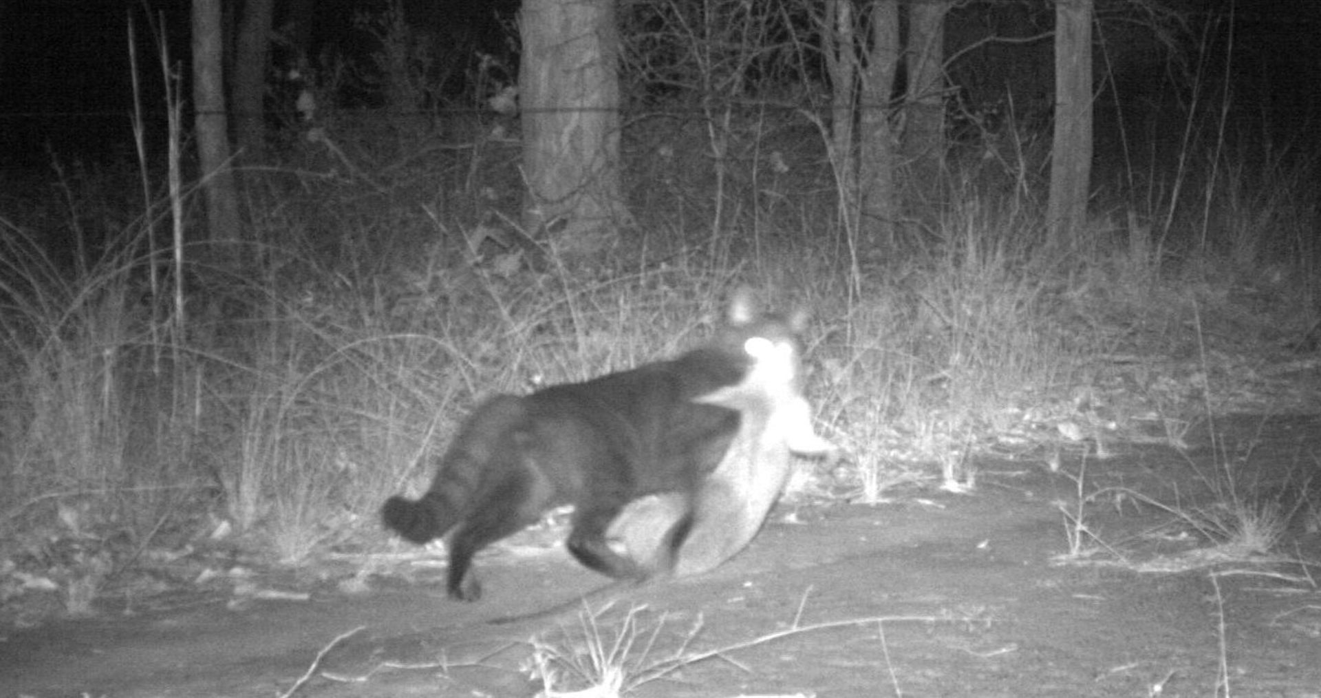 Cats are not scared off by dingoes. We must find another way to protect native animals