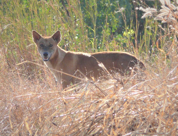 Cats are not scared off by dingoes. We must find another way to protect native animals