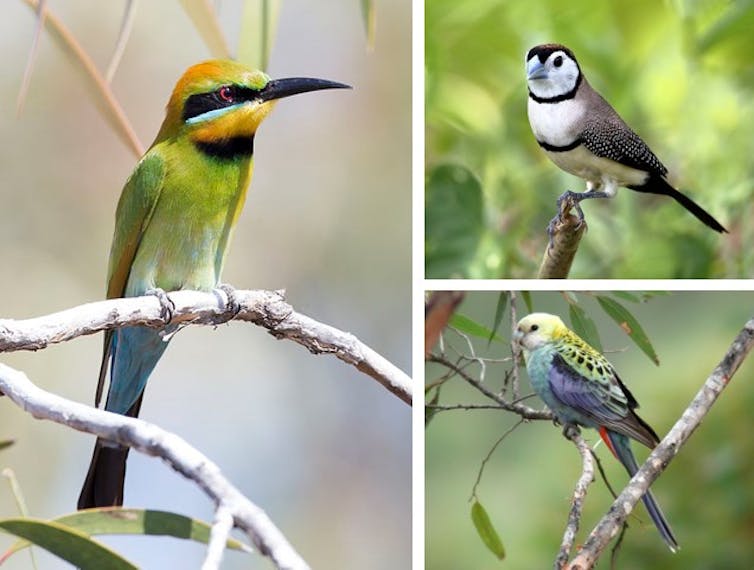 Most native bird species are losing their homes, even the ones you see every day