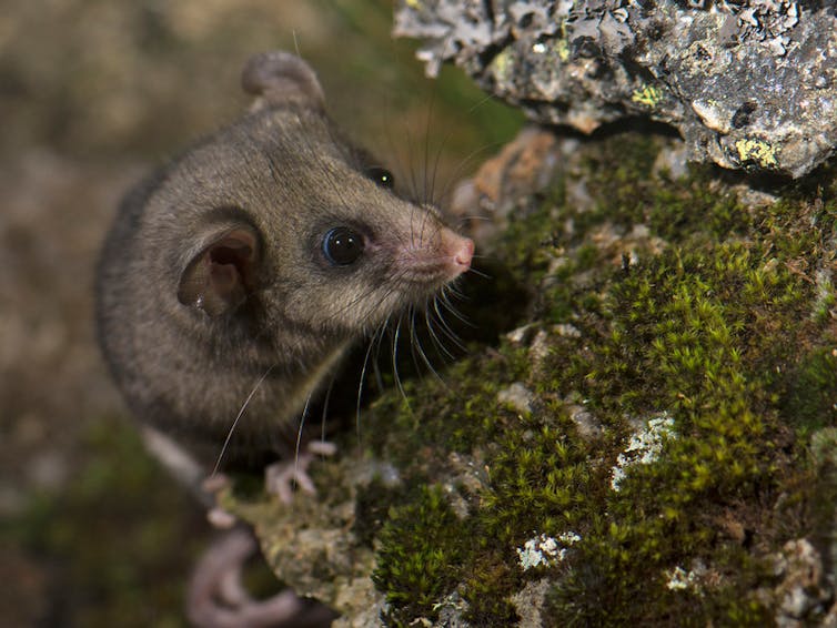 You can help track 4 billion bogong moths with your smartphone – and save pygmy possums from extinction