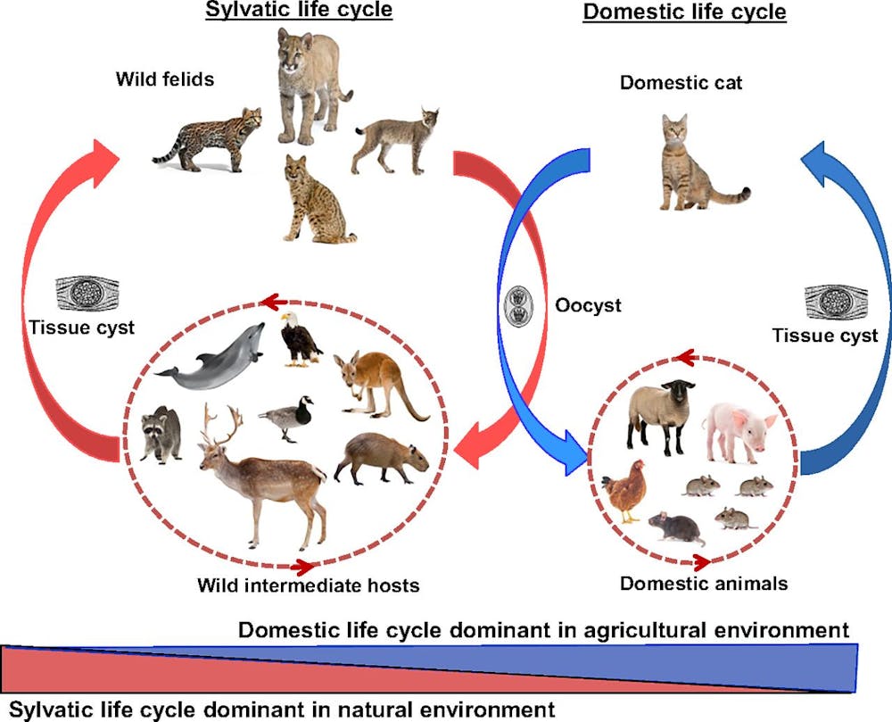 Toxoplasma Cat Poo Parasite Infects Billions So Why Is It So Hard To Study Toxoplasma Cat Poo Parasite Infects Billions So Why Is It So Hard To Study