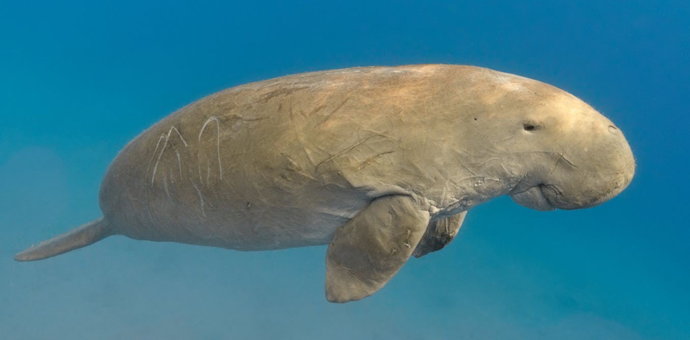 Dugongs: looking to the gentle sea creature's past may guard its future