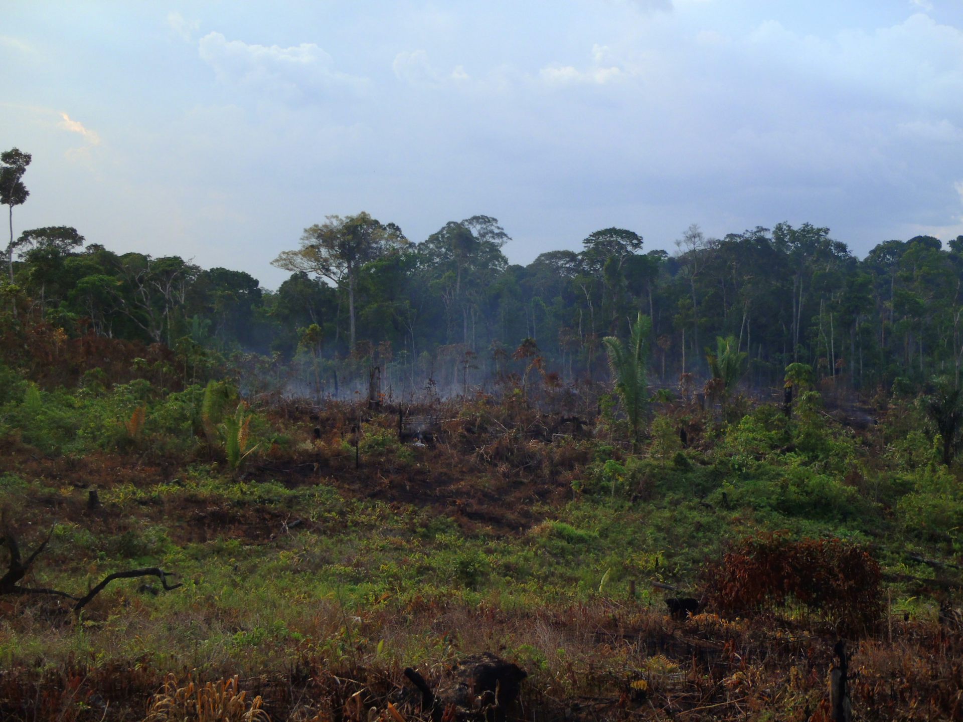 How Fires Weaken Amazon Rainforests’ Ability to Bounce Back