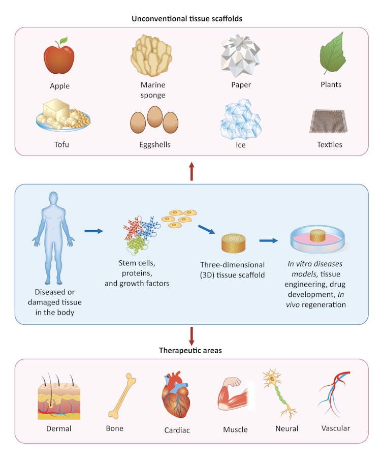 Reimagining eggshells and other everyday items to grow human tissues and organs