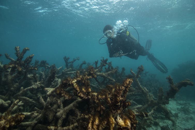two reef scientists share their climate grief