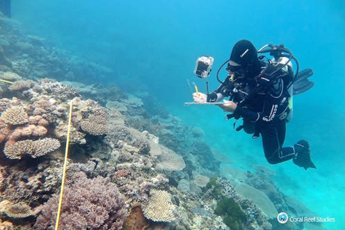 two reef scientists share their climate grief