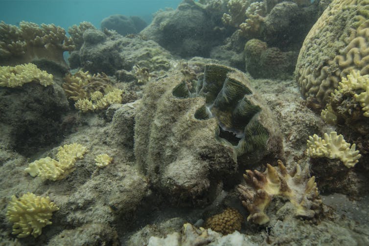 two reef scientists share their climate grief