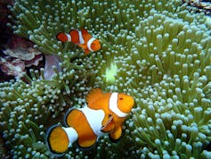 'This situation brings me to despair': two reef scientists share their climate grief