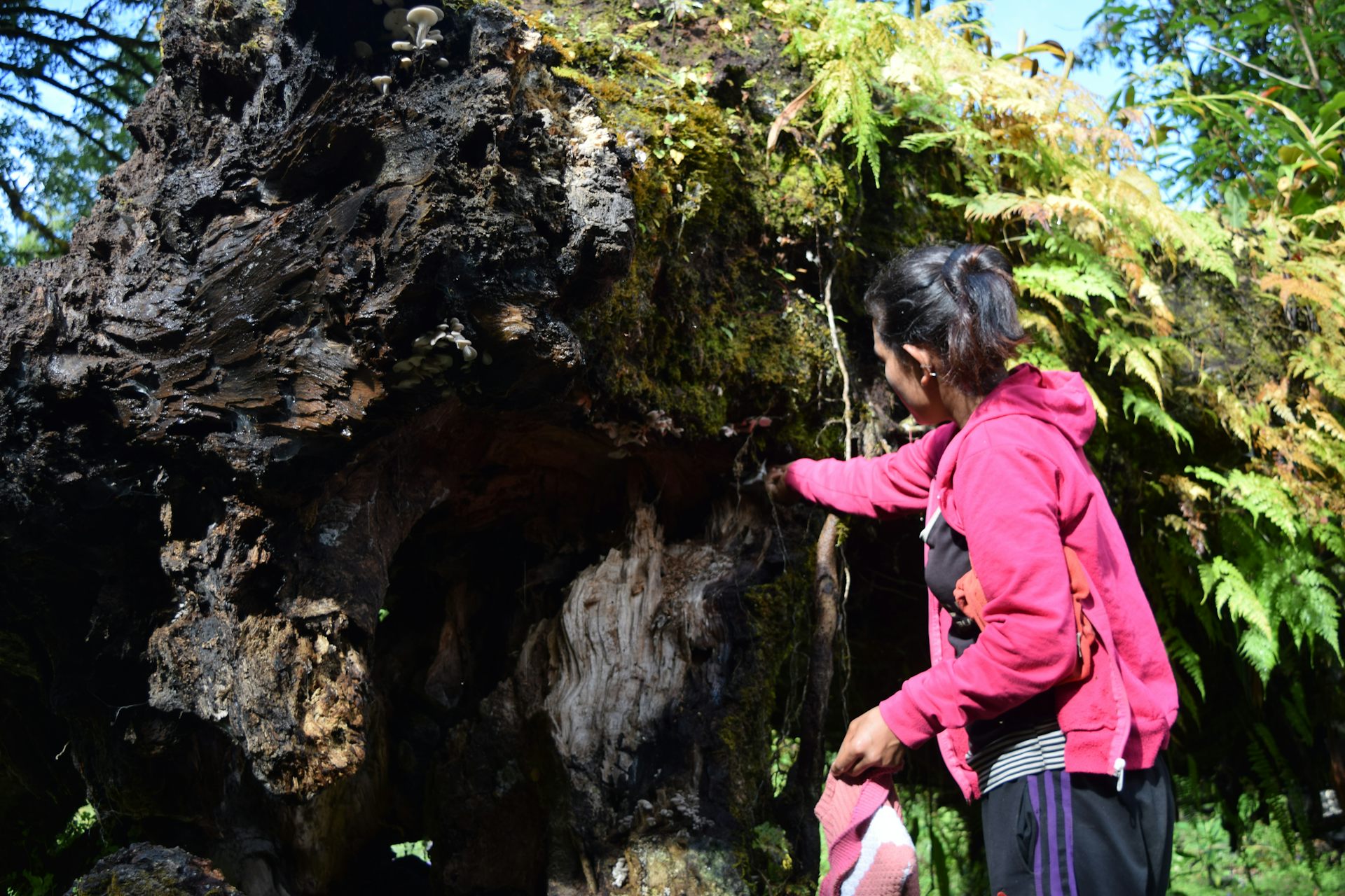 'Edible forests' can fight land clearing and world hunger at the same time