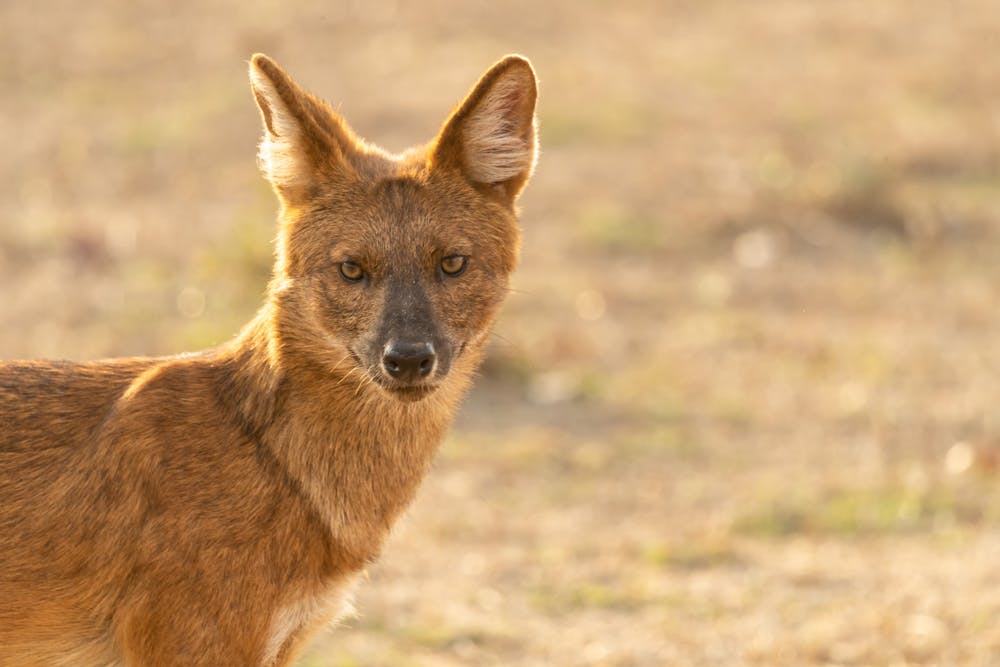 An endangered Indian wild dog, or Dhole. Before extinction comes a period of dwindling numbers and spread. from www.shutterstock.com Image