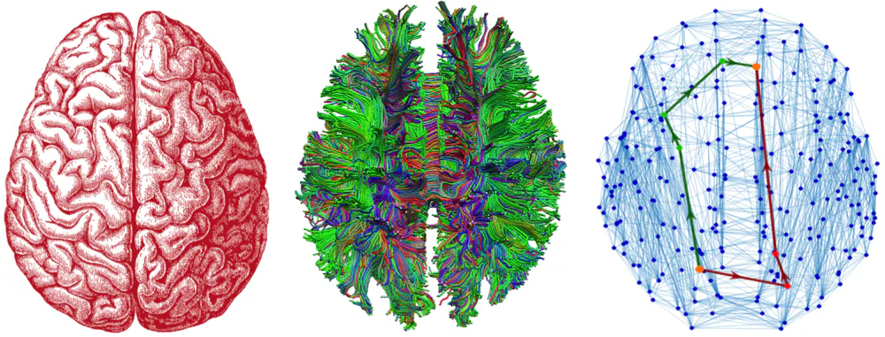 Brain Tracks Your brain has ‘landmarks’ that drive neural traffic and help you make ...