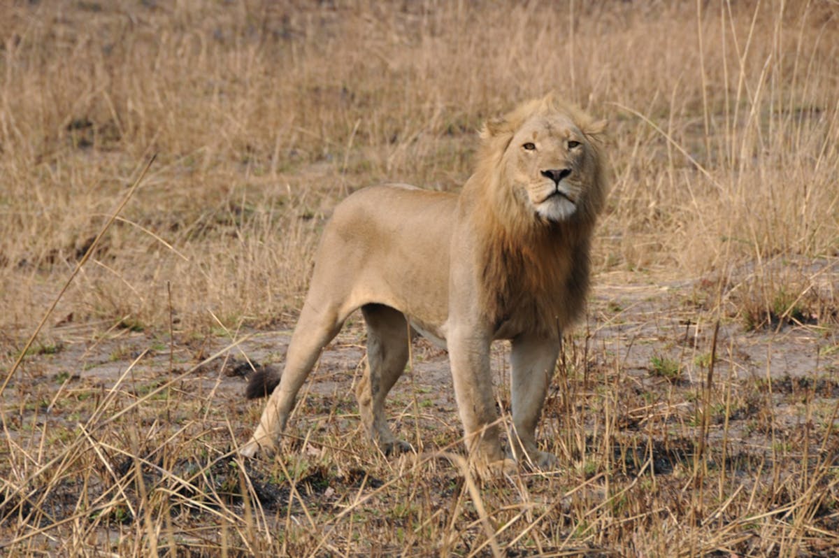 Sneaky Lions In Zambia Are Moving Across Areas Thought Uninhabitable For Them