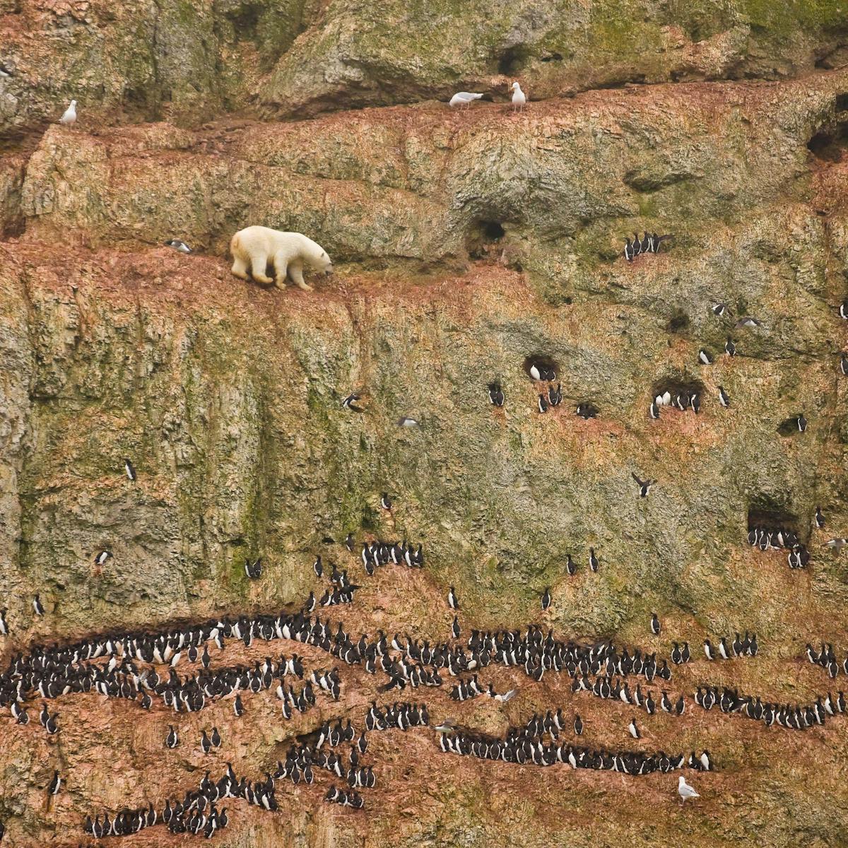 Wild Animals Are Starving And It S Our Fault So Should We Feed Them