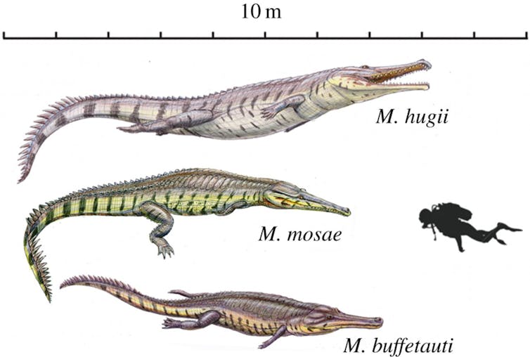 Climate change created today's large crocodiles