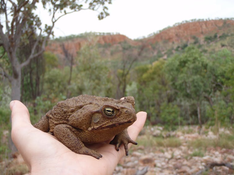 Eat your heart out: native water rats have worked out how to safely eat cane toads