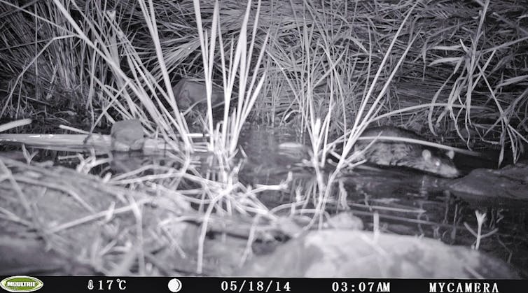 Eat your heart out: native water rats have worked out how to safely eat cane toads